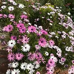 Elisabeth Saint-raphael *